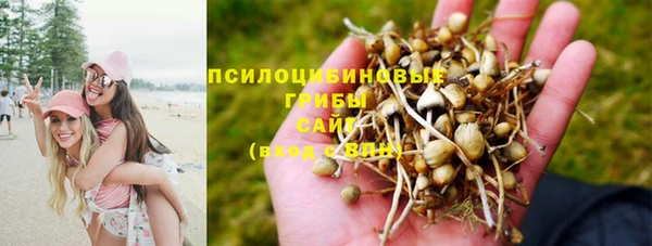 хмурый Белокуриха